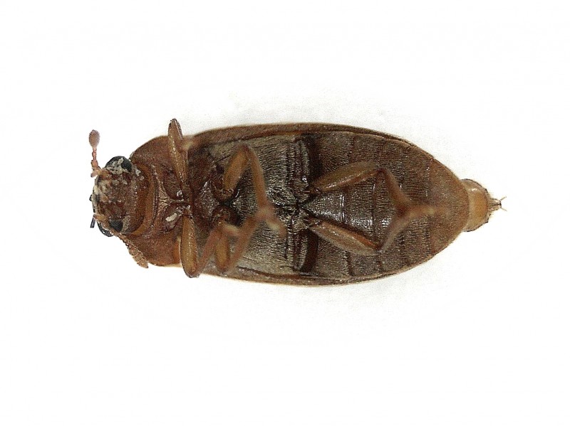 File:Byturus tomentosus (Byturidae) (Raspberry beetle) - (imago), Arnhem, the Netherlands - 2.jpg