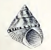 <i>Cantharidella tiberiana</i> species of mollusc