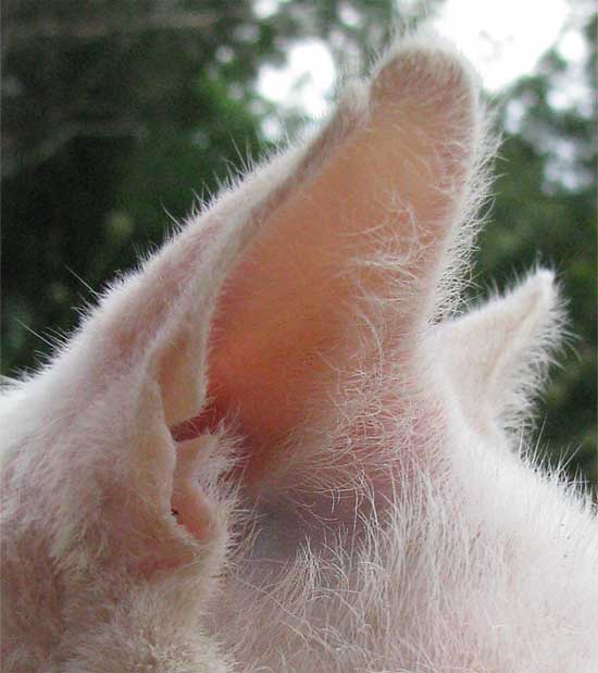 File:Cat-ears.jpg - Wikipedia