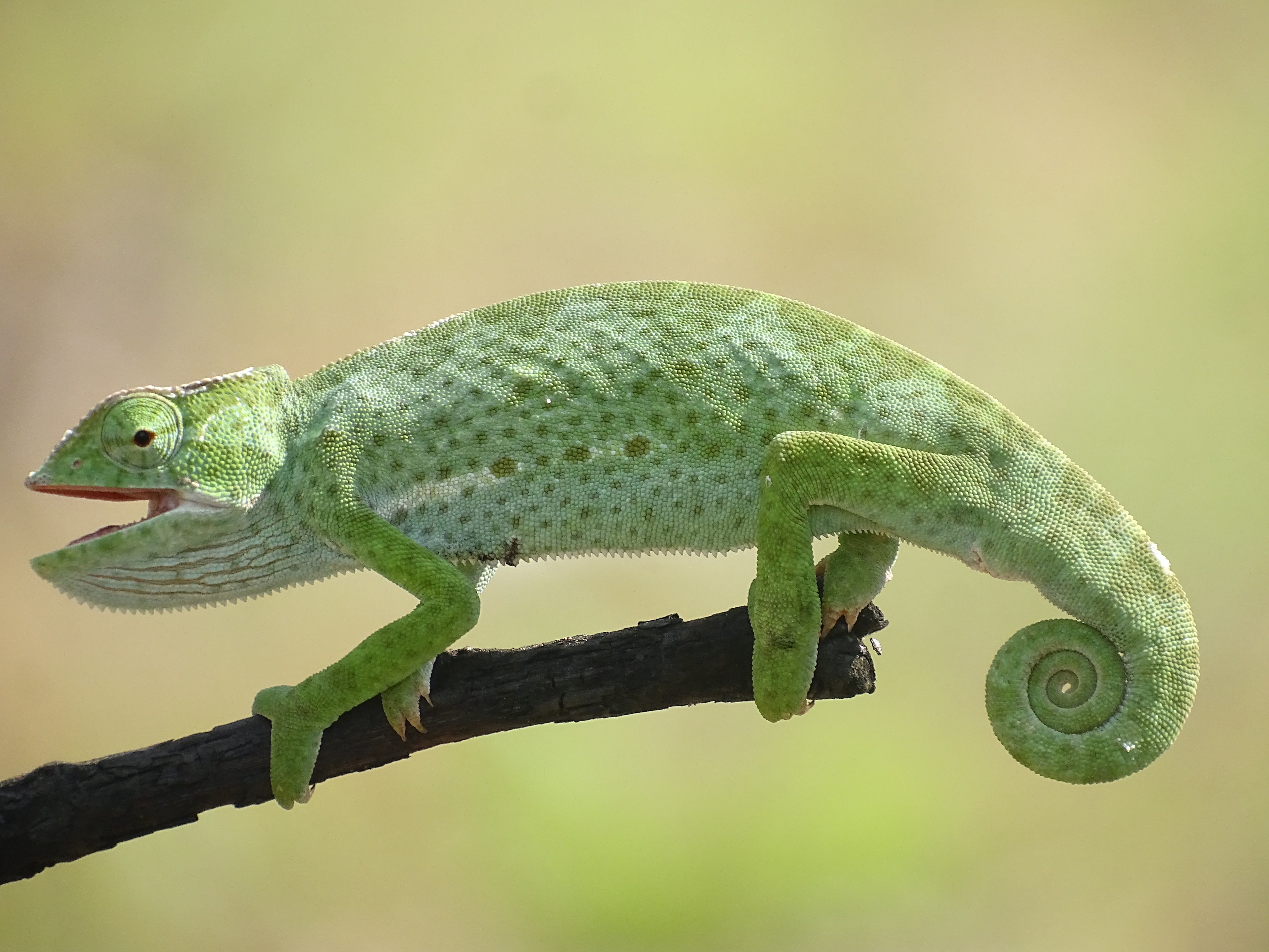 Senegal chameleon for sale