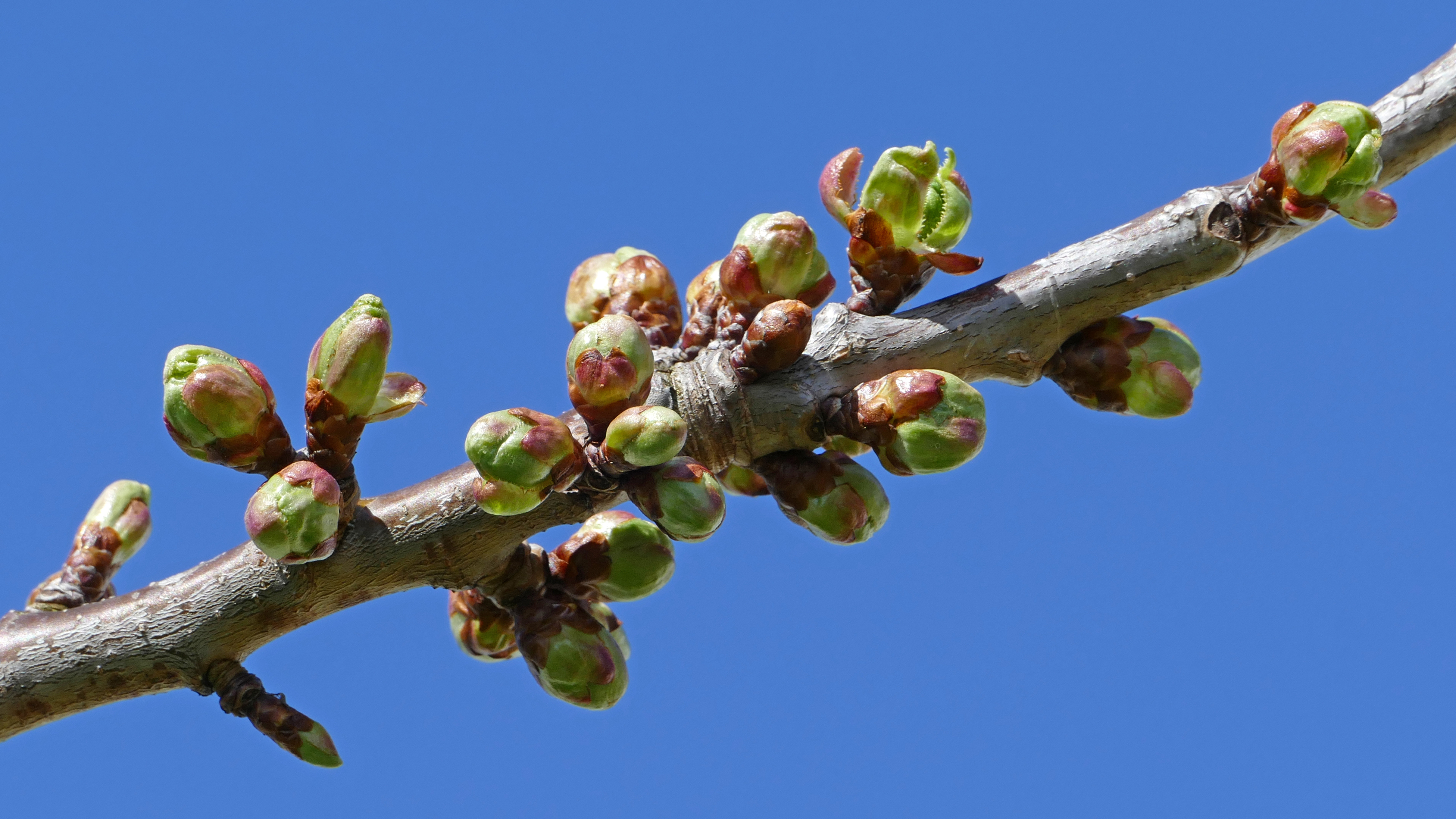 cherry tree with cherry buds