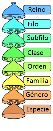 Miniatura para Subphylum