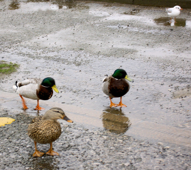 File:Come on me ducks^ - geograph.org.uk - 708531.jpg