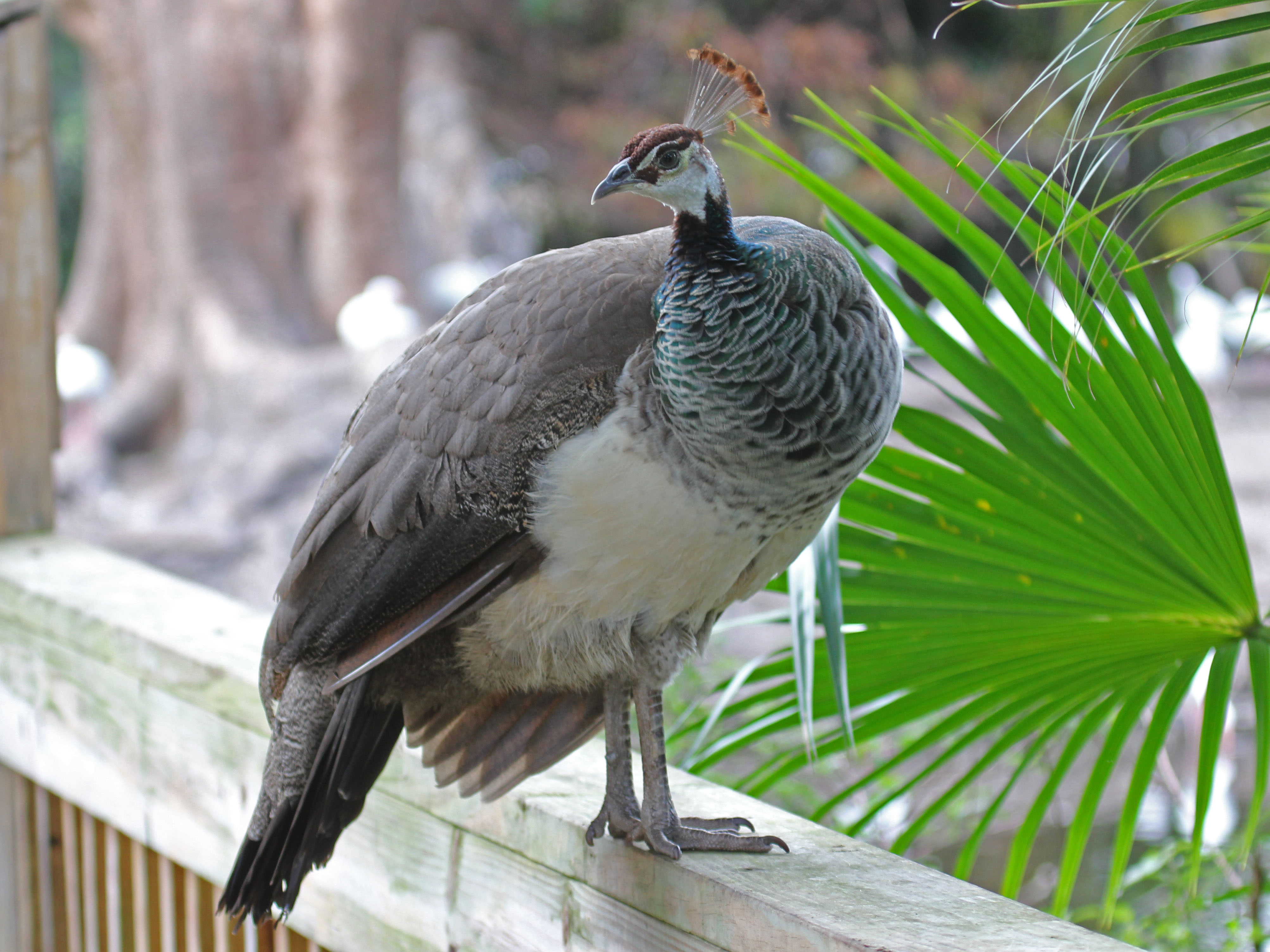 File Common Peafowl Female Rwd3 Jpg Wikimedia Commons