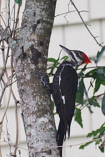 File:Dryocopus pileatus female.jpg