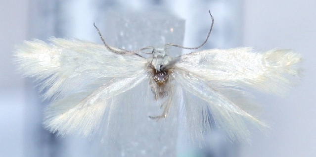 File:Elachista occulta.JPG