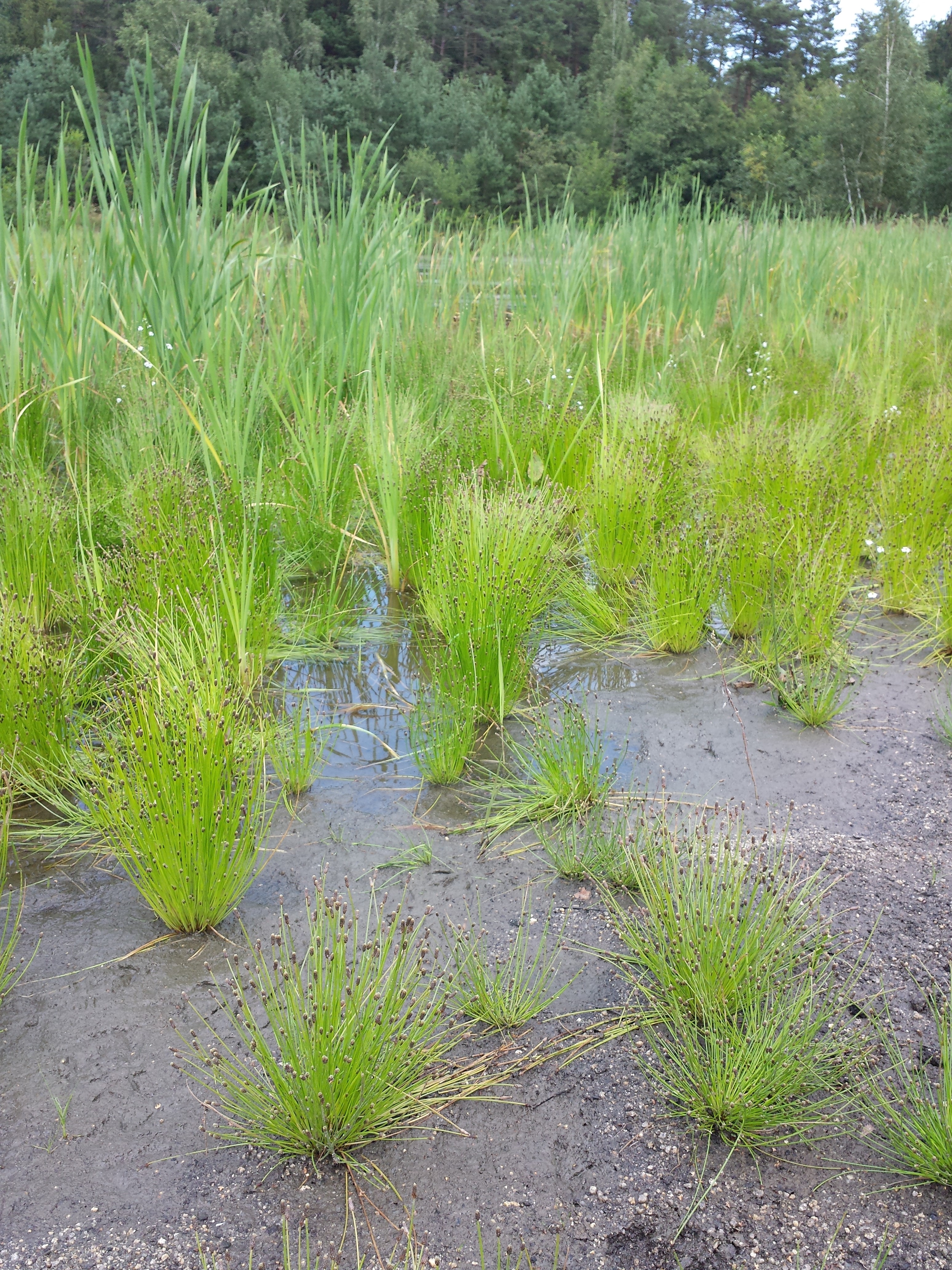 eleocharis ovata