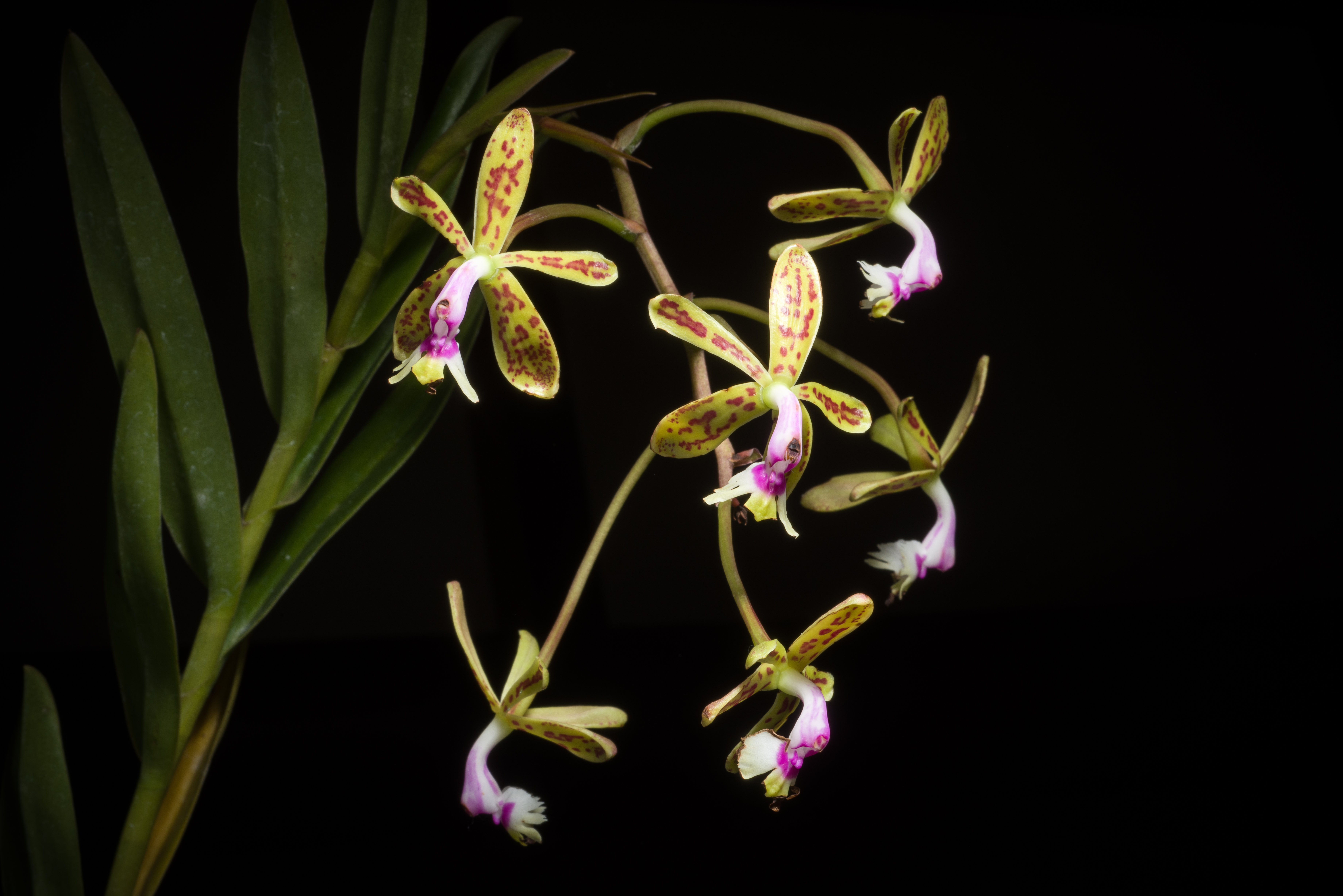 Epidendrum cristatum – Wikipédia, a enciclopédia livre