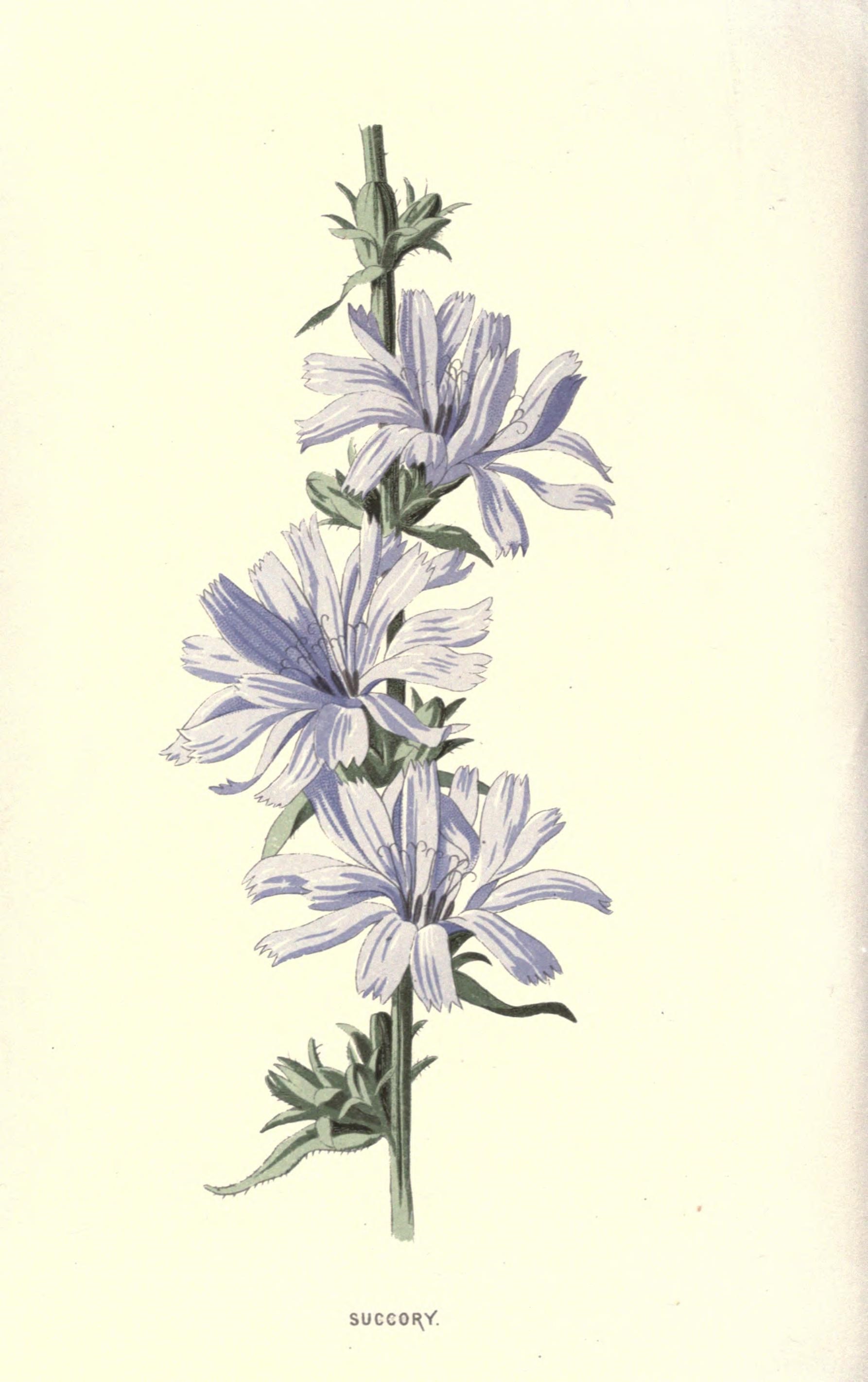 Цикорий цветок рисунок акварелью