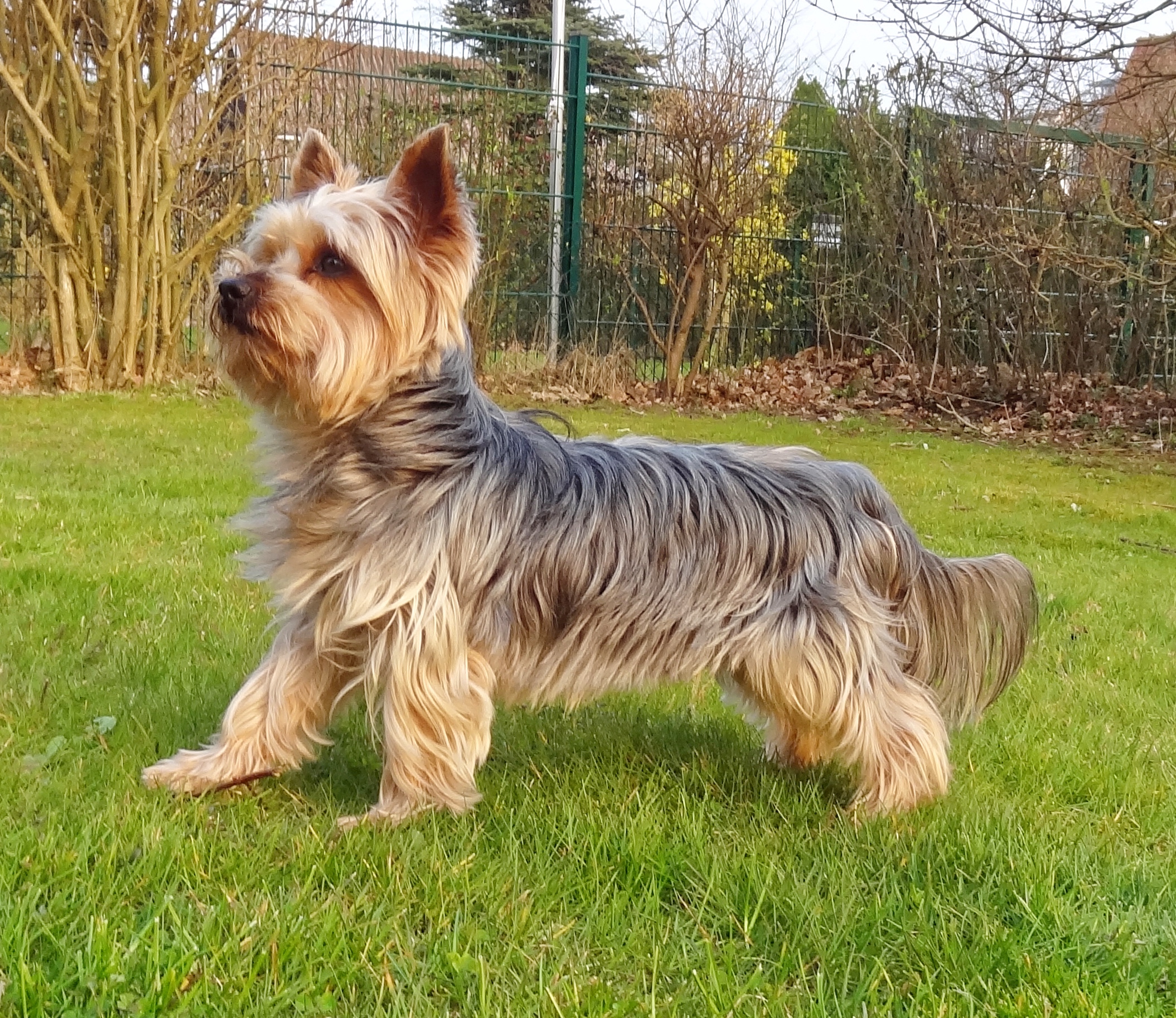 Yorkshire Terrier Wikipédia