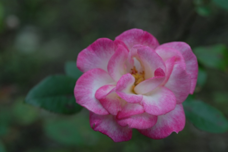 File:Flickr - JennyHuang - pink lady....jpg