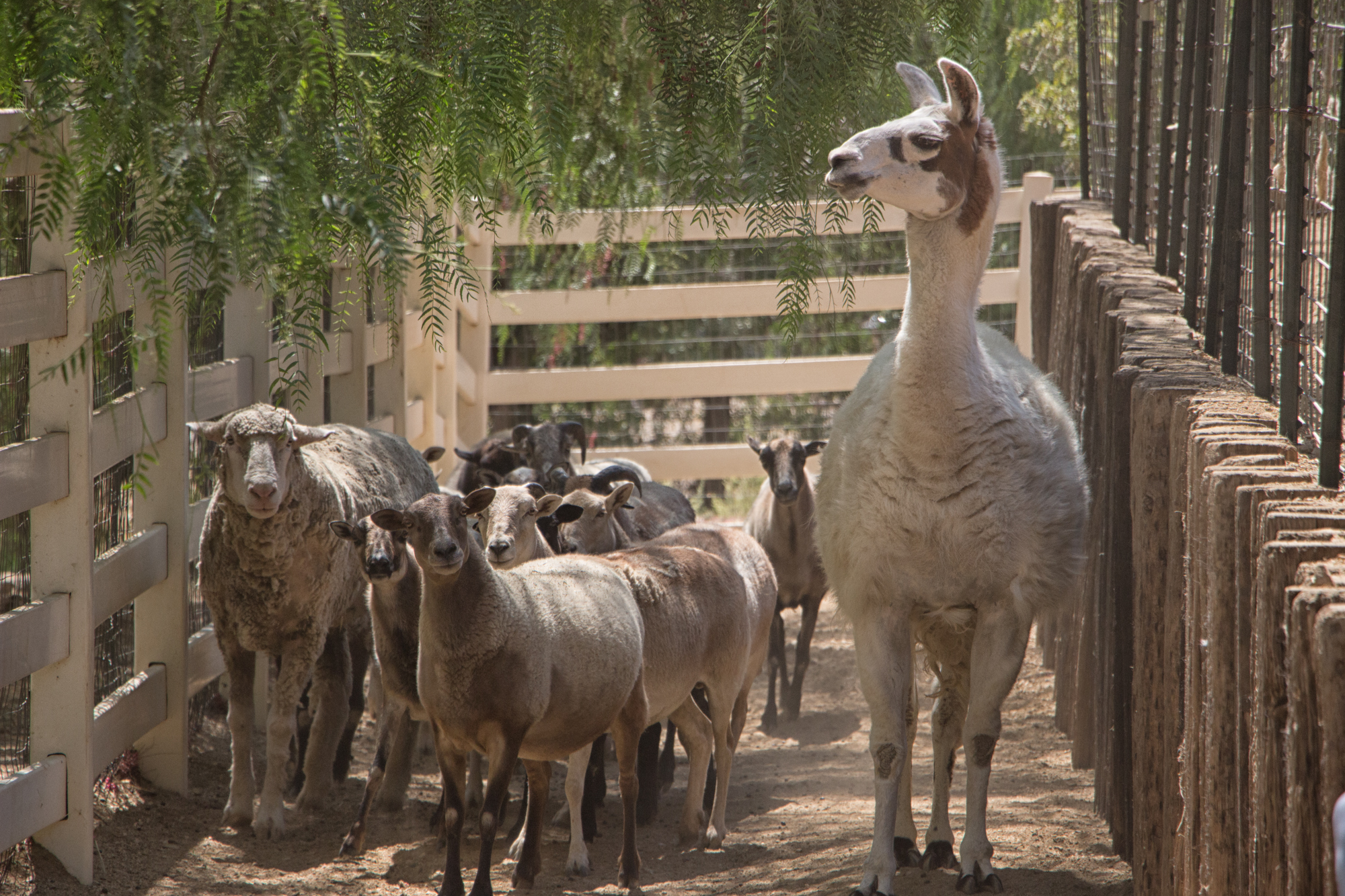 Many sheep. Зоопарк сафари Бердянск. Дубай зоопарк сафари. Зоопарк сафари Нижегородская область.