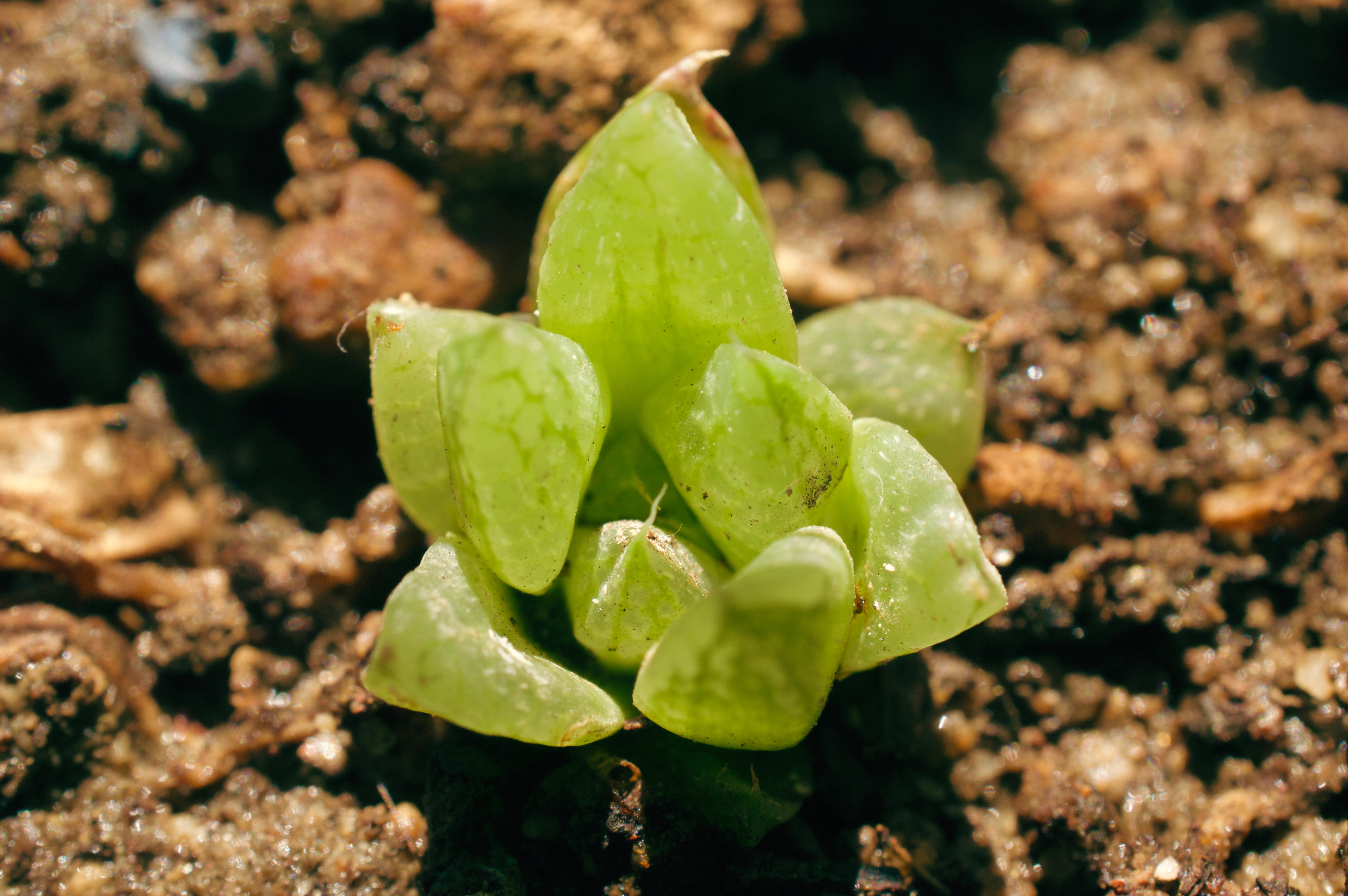 Haworthia-Obtusa:-A-Delightful-Succulent-for-Plant-Lovers