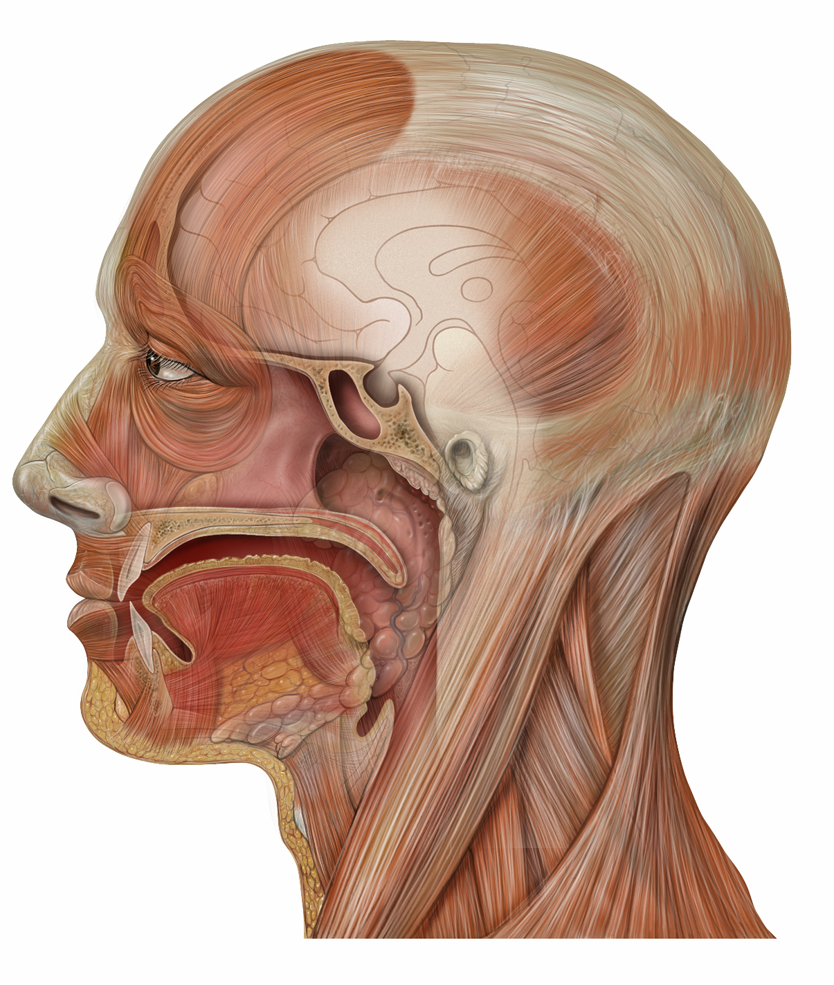 Head Over Head Meaning