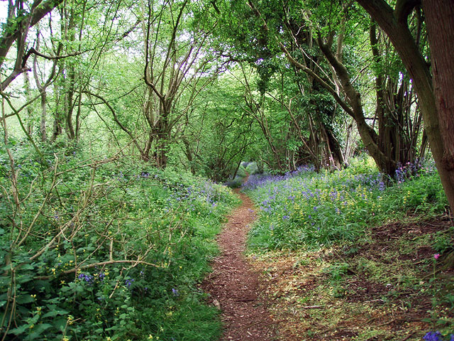 File:Heart Of England Way in Dumble Wood - geograph.org.uk - 451214.jpg