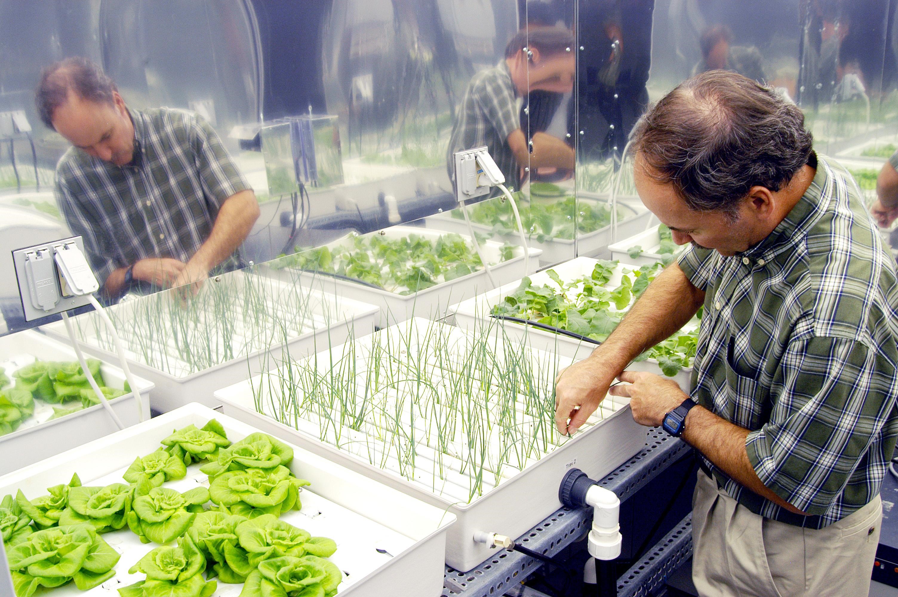 Boost Your Harvest: What Plants Thrive in a Hydroponic Environment?