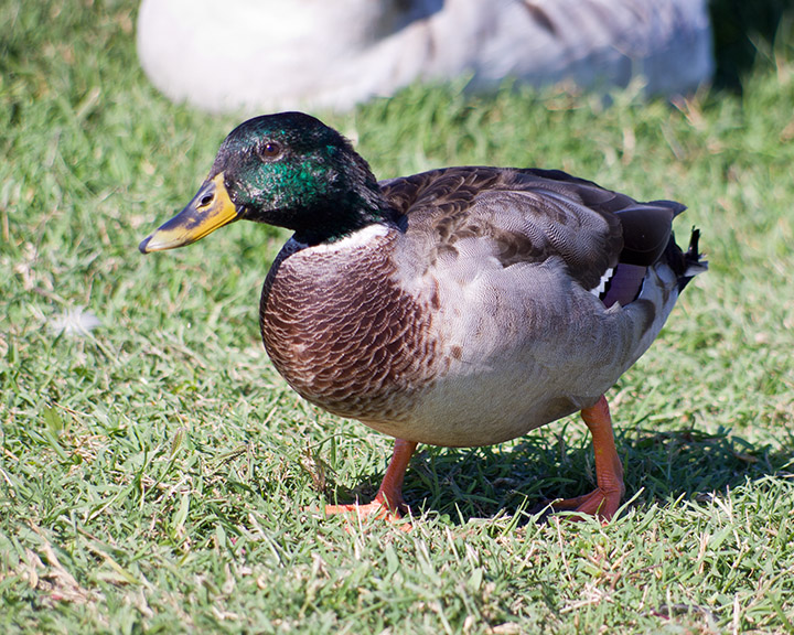 Being a duck. Duck like. Gui Duck. If something looks like a Duck. "If it looks like a Duck, Swims like a Duck and Quacks like a Duck, then it probably is a Duck.".