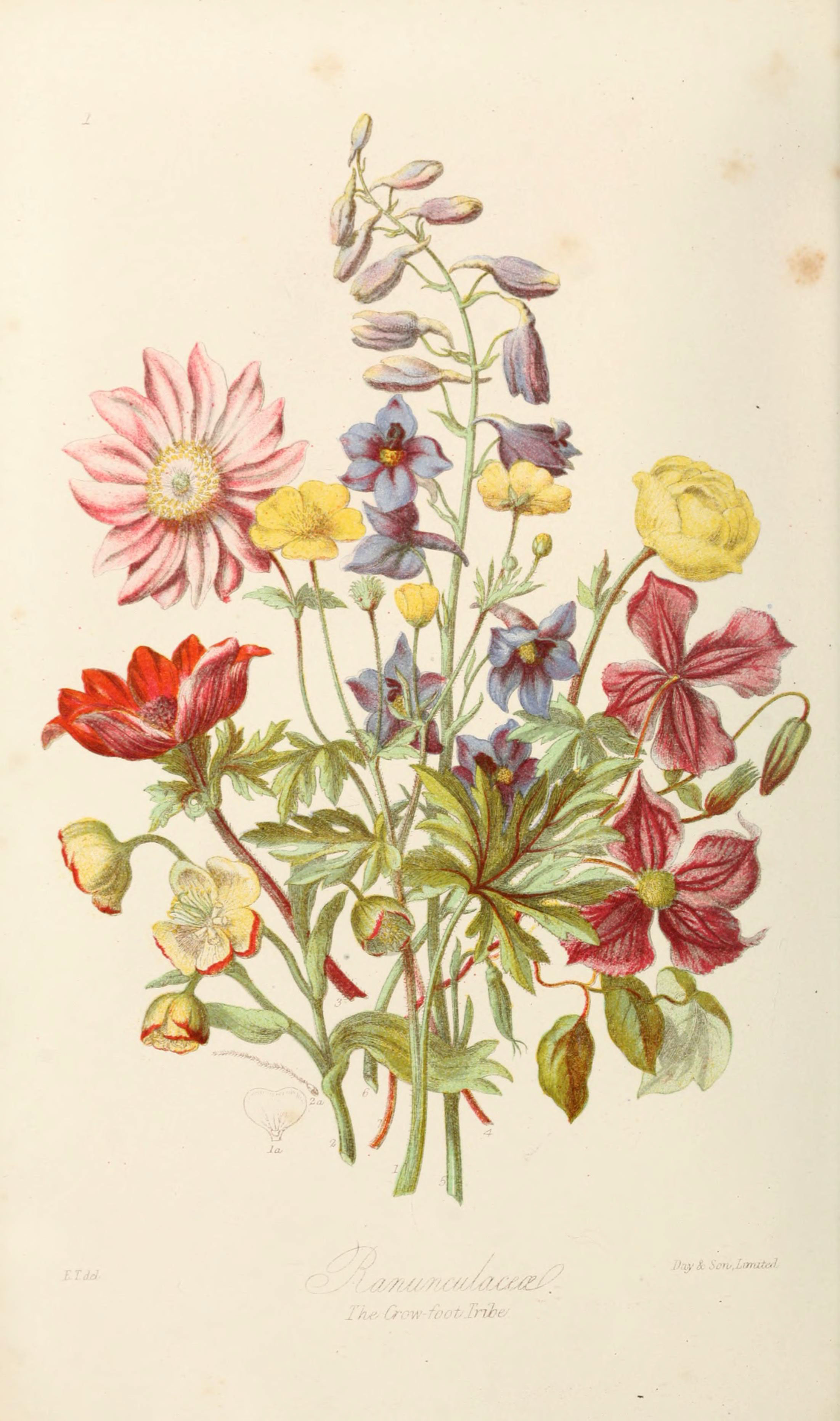 Красивая ботаника. Ботанический атлас ранункулюс. Botanical Flowers Винтаж. Ботаническая иллюстрация Джон Уилкес.