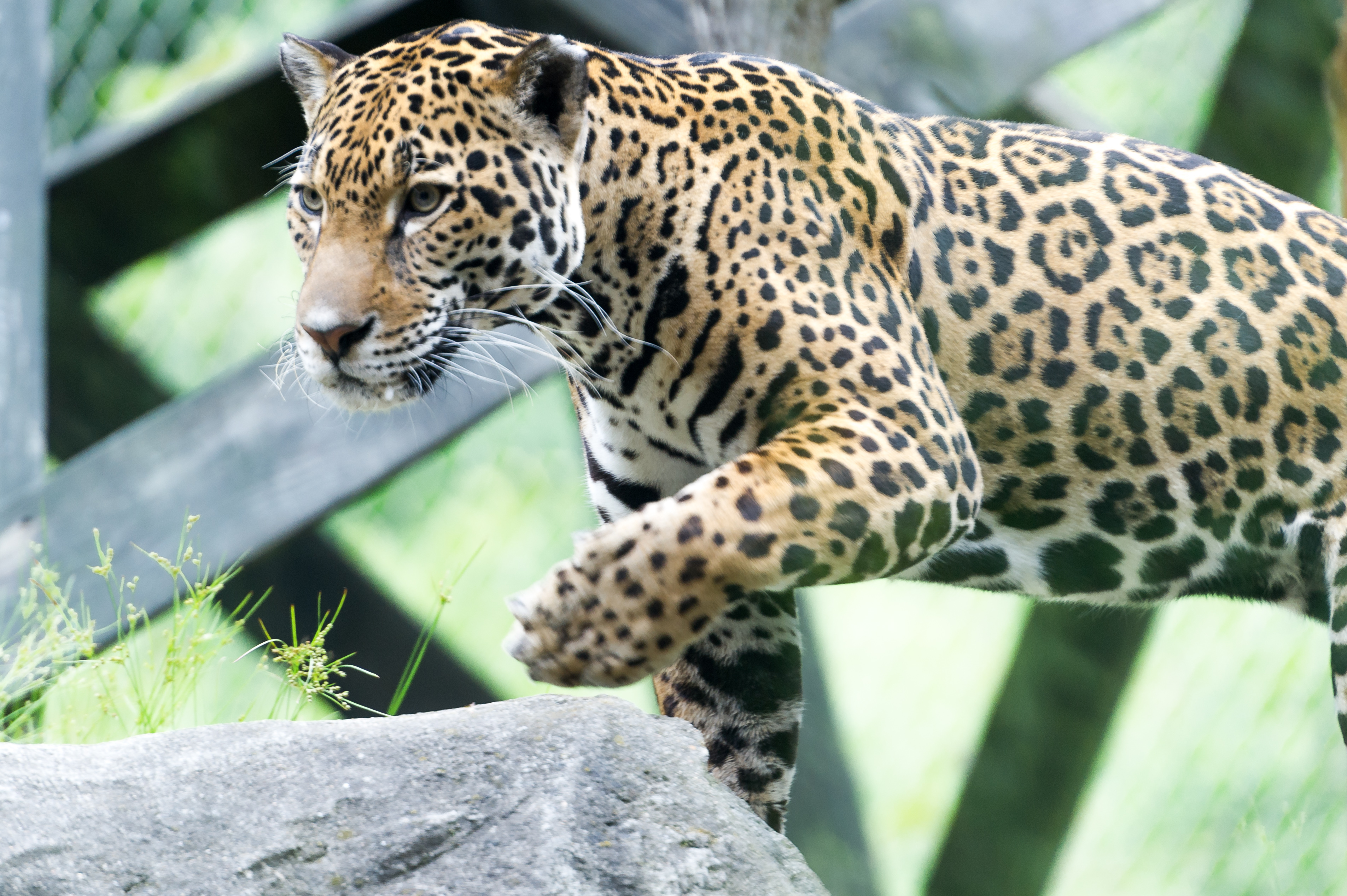 Jaguar Climbing Rocks (19216964196).jpg