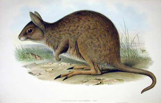 File:Lagorchestes leporides Gould.jpg