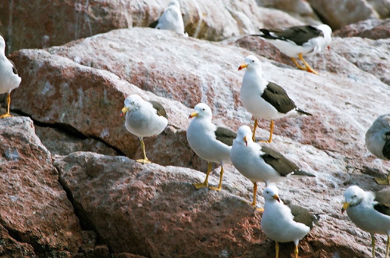 Larus belcheri Paracas 1.jpg