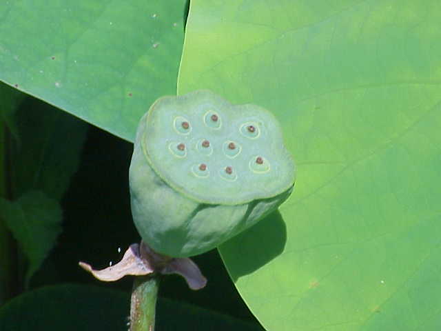 File:Nelumbo nucifera nucifera7.jpg