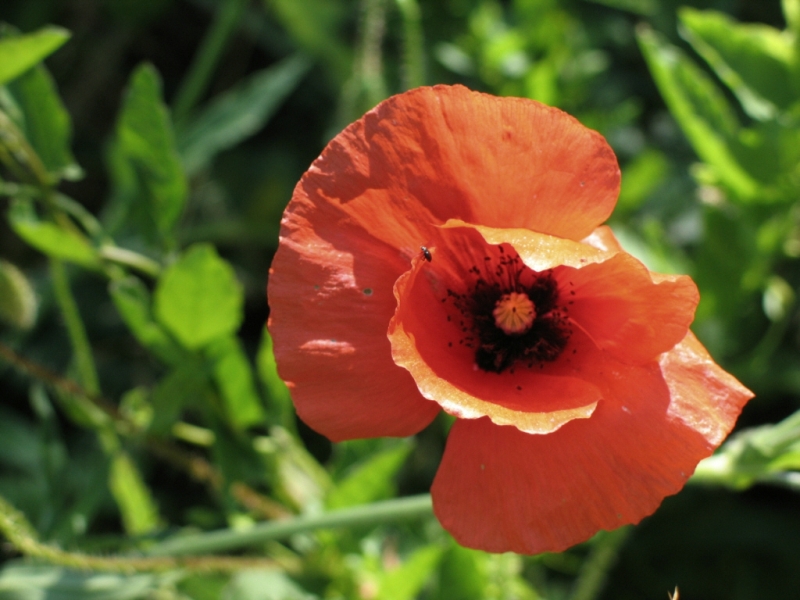 File:Papaver rhoeas mak polny small.jpg