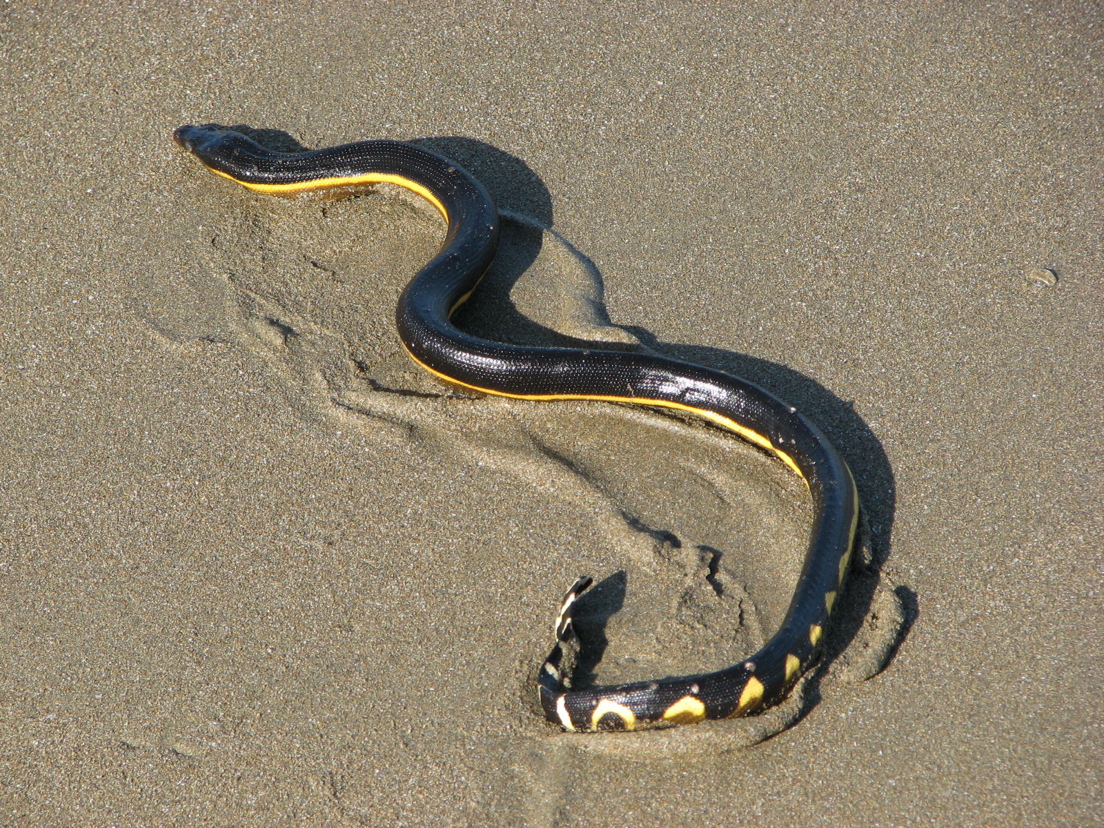 Sea snake - Wikipedia