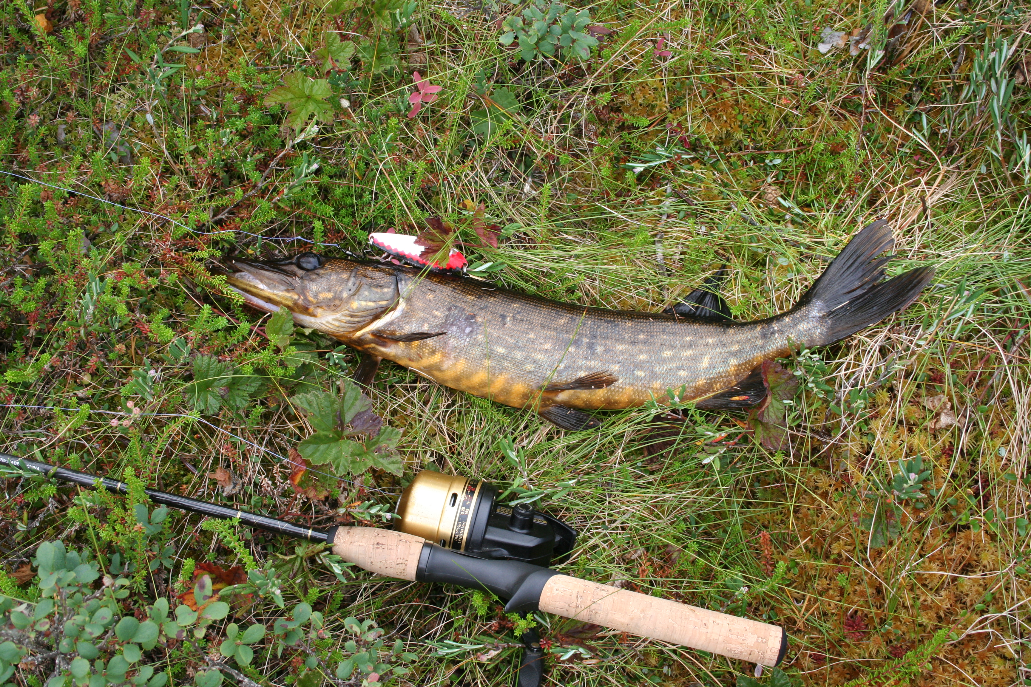 File:Pike fishing in Finland.JPG - Wikimedia Commons