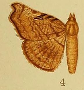 <i>Pleuronodes</i> Genus of moths