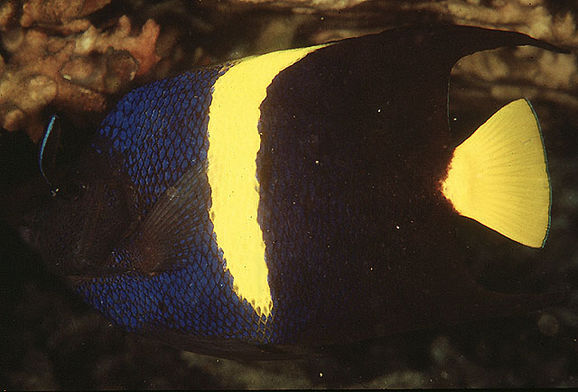 File:Pomacanthus asfur Florida.jpg