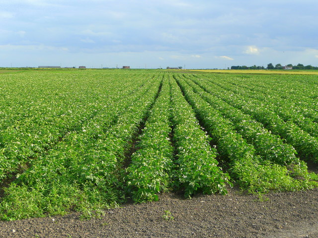 File:Potato prairie - geograph.org.uk - 892294.jpg