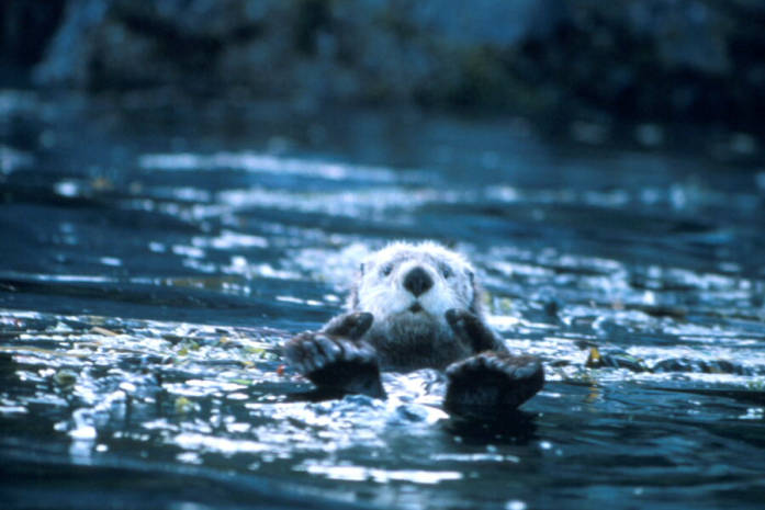 File:Sea otter (5720575507).jpg