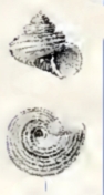 <i>Solariella peramabilis</i> species of mollusc