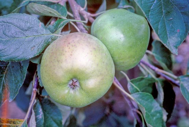 File:Sowman's Seedling on tree, National Fruit Collection (acc. 1927-070).jpg