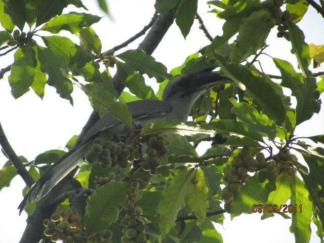 File:The Grey Indian hornbill.jpg