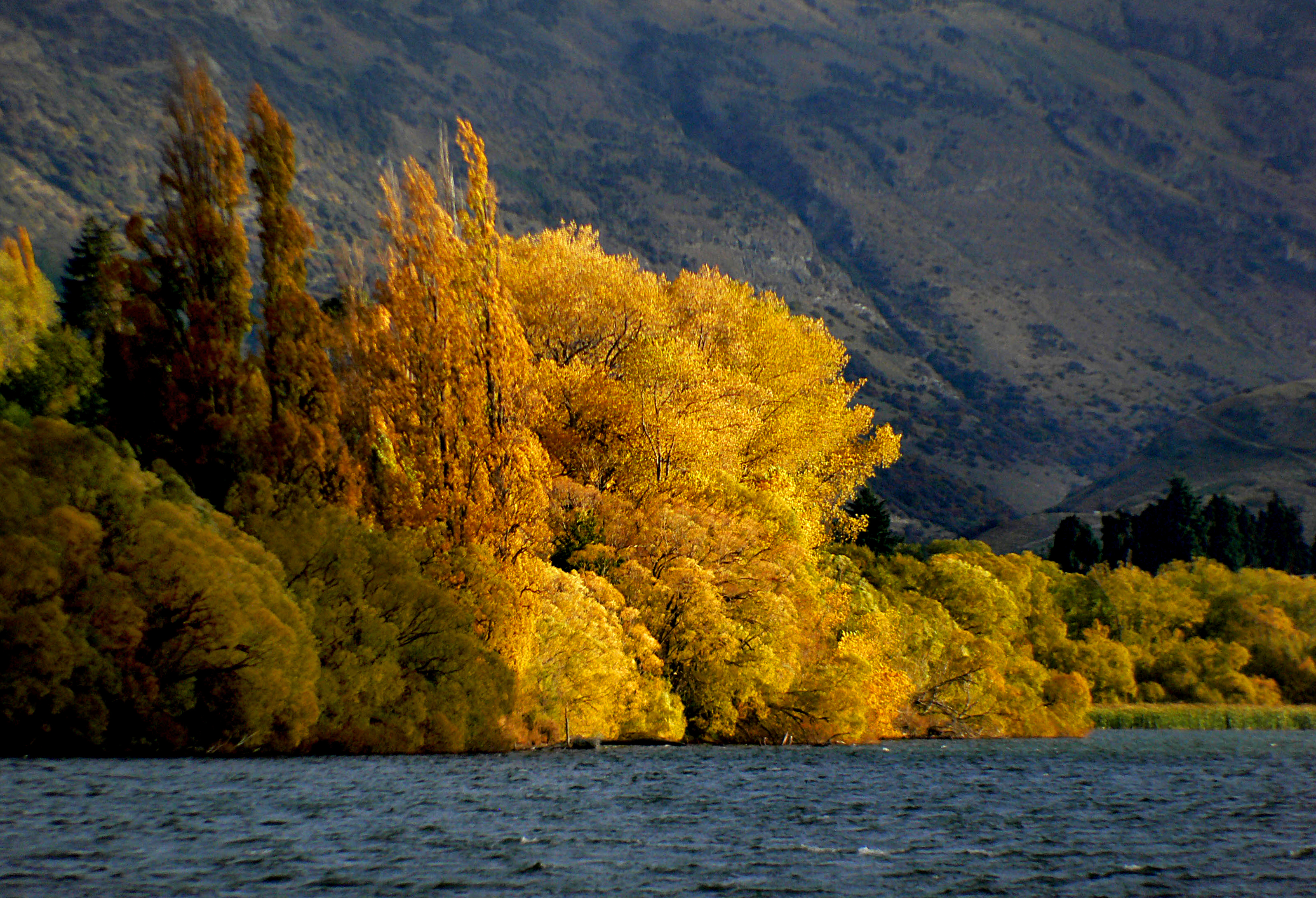 File:A golden tree during the golden season.JPG - Wikimedia Commons
