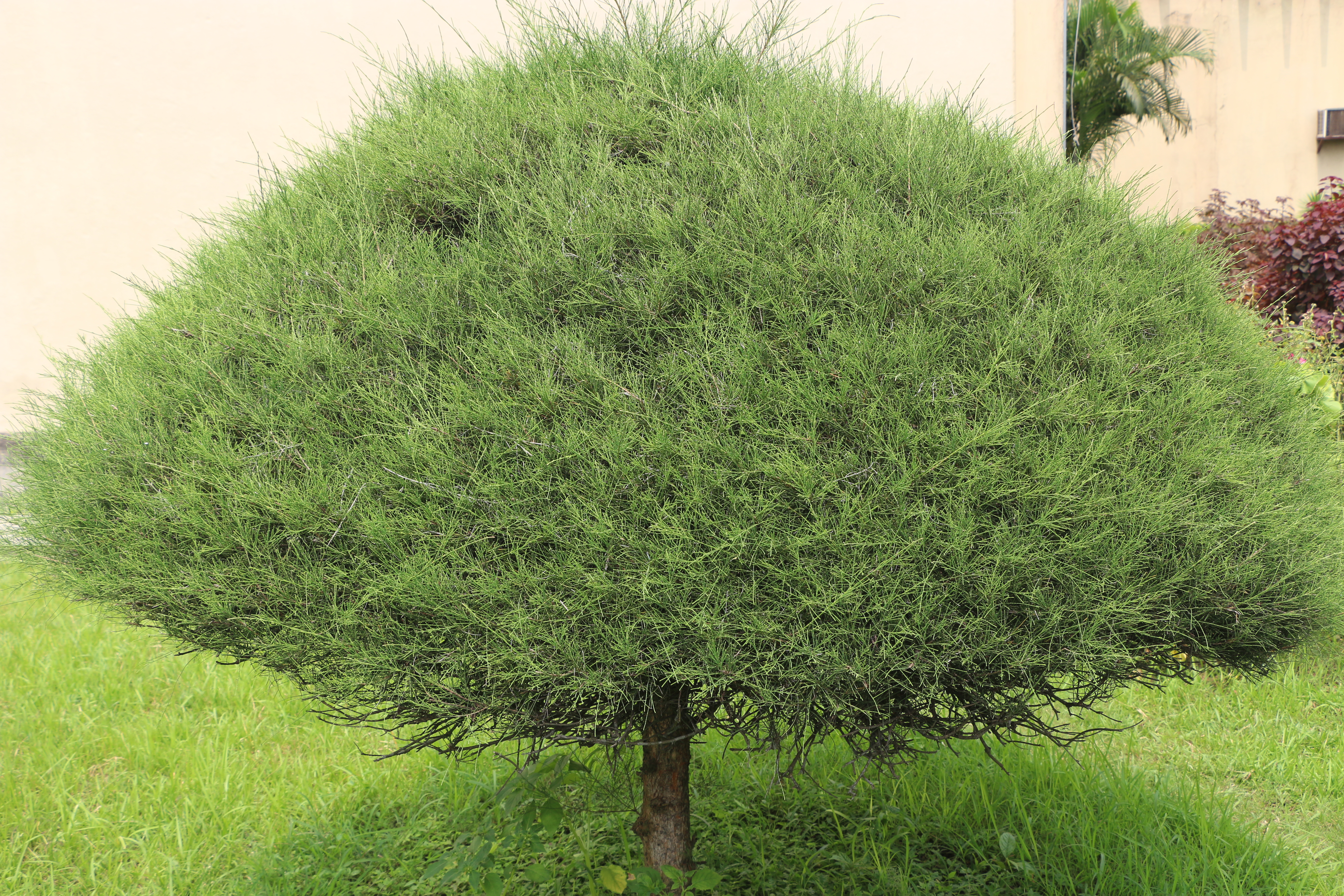 File The Zau Tree In Pabna Sugarcane Bangladesh Jpg Wikimedia Commons