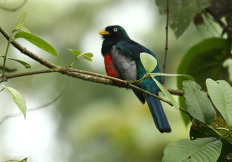 File:Trogon comptus (male) -NW Ecuador-8.jpg