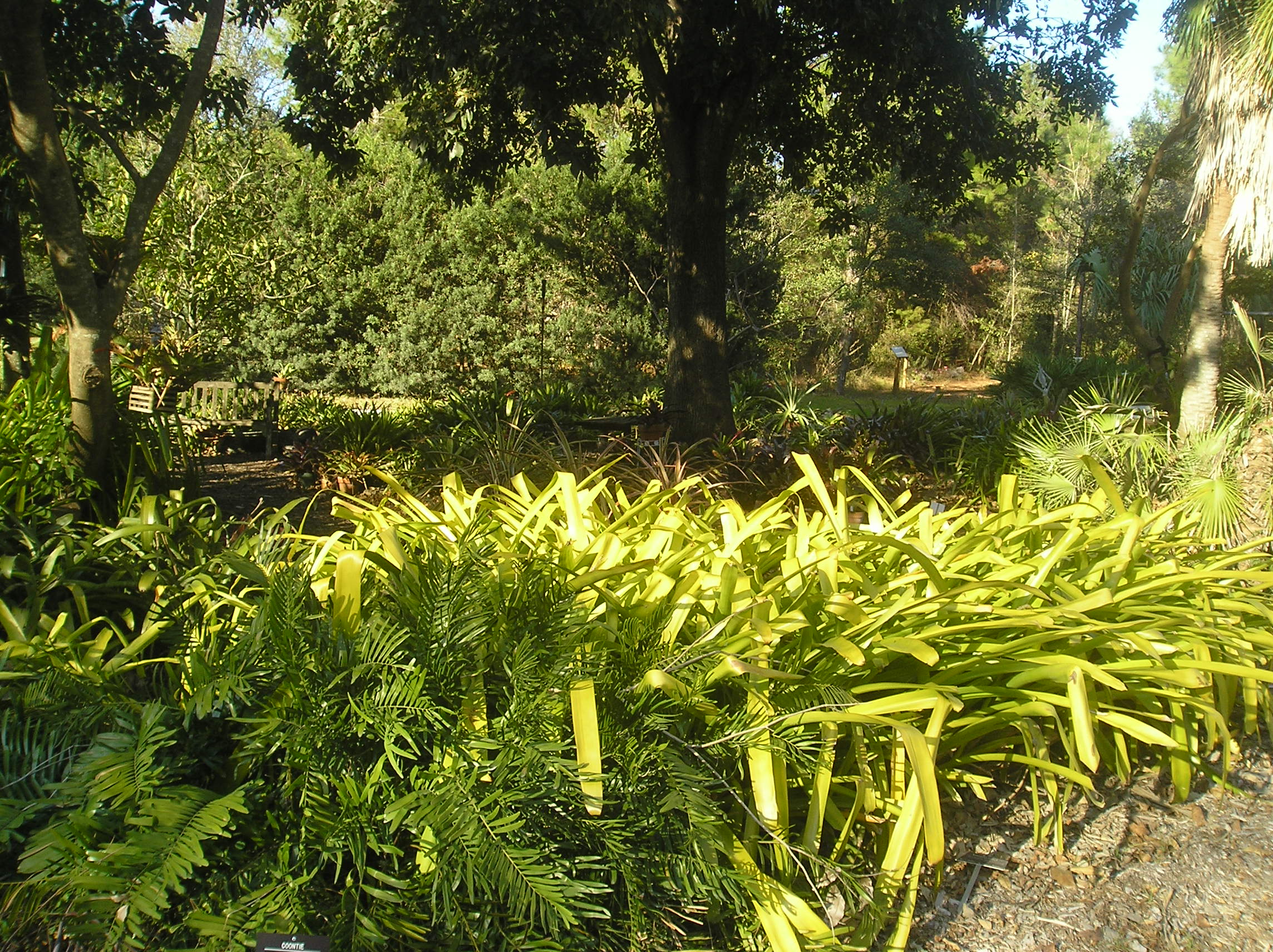 File Usf Botanical Garden5 Jpg Wikimedia Commons