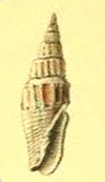 <i>Vexillum angulosum</i> Species of gastropod