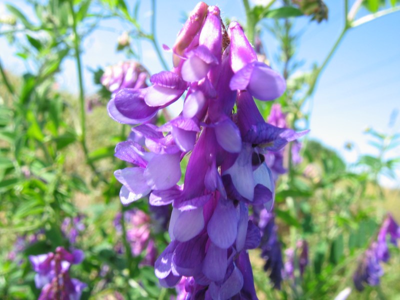 File:Vicia villosa bluete.jpeg