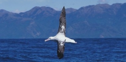 File:Wandering Albatross (van Poppel).jpg