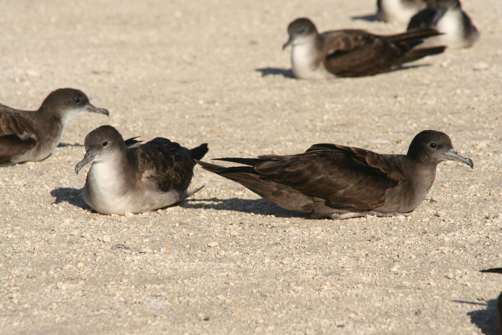 Wedge-tail morphs.jpg