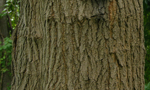 File:White Mulberry Morus alba Bark.jpg