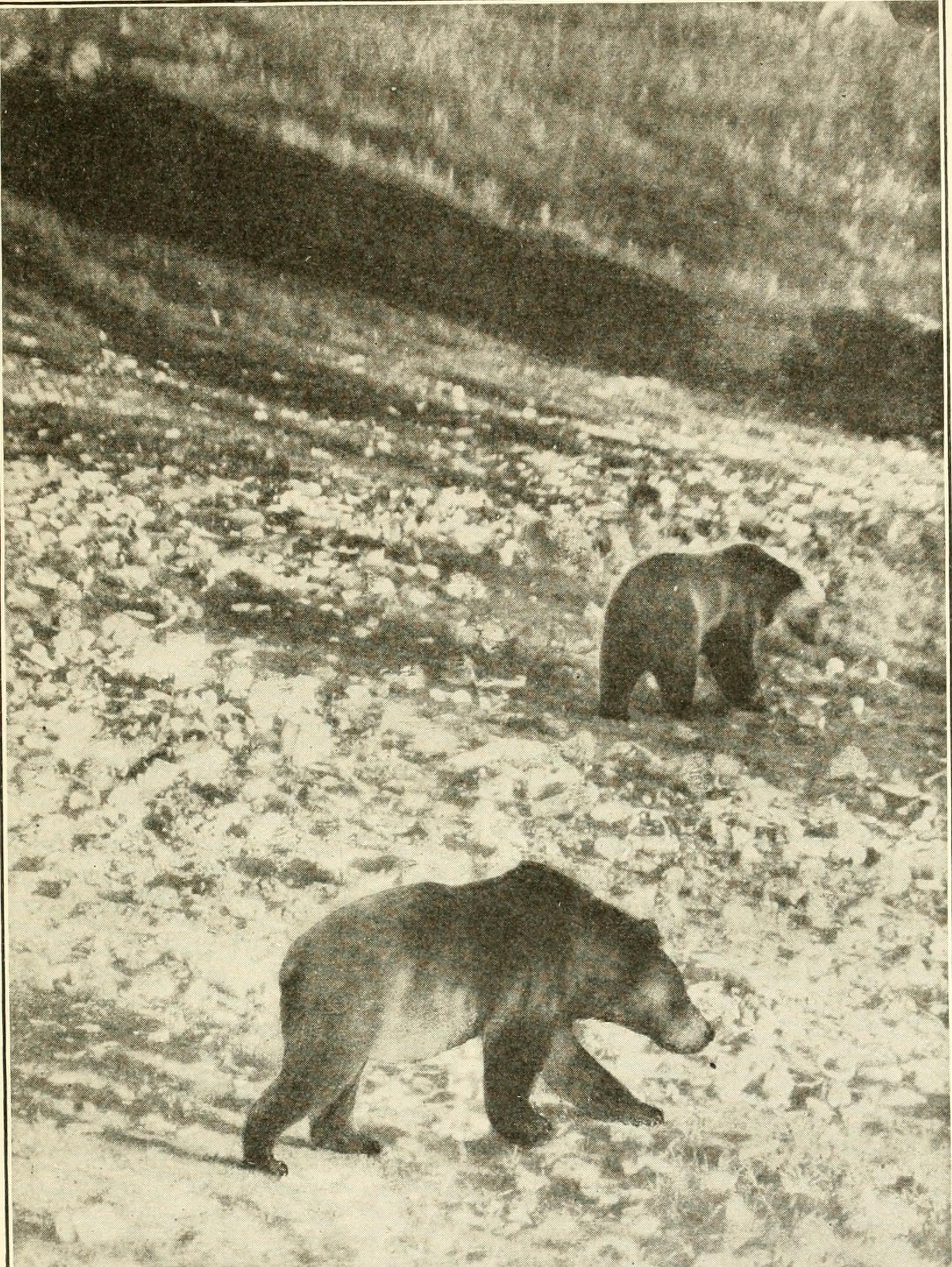 File:Wild animals of Glacier National Park. The mammals, with notes on  physiography and life zones (1918) (14745481251).jpg - Wikimedia Commons