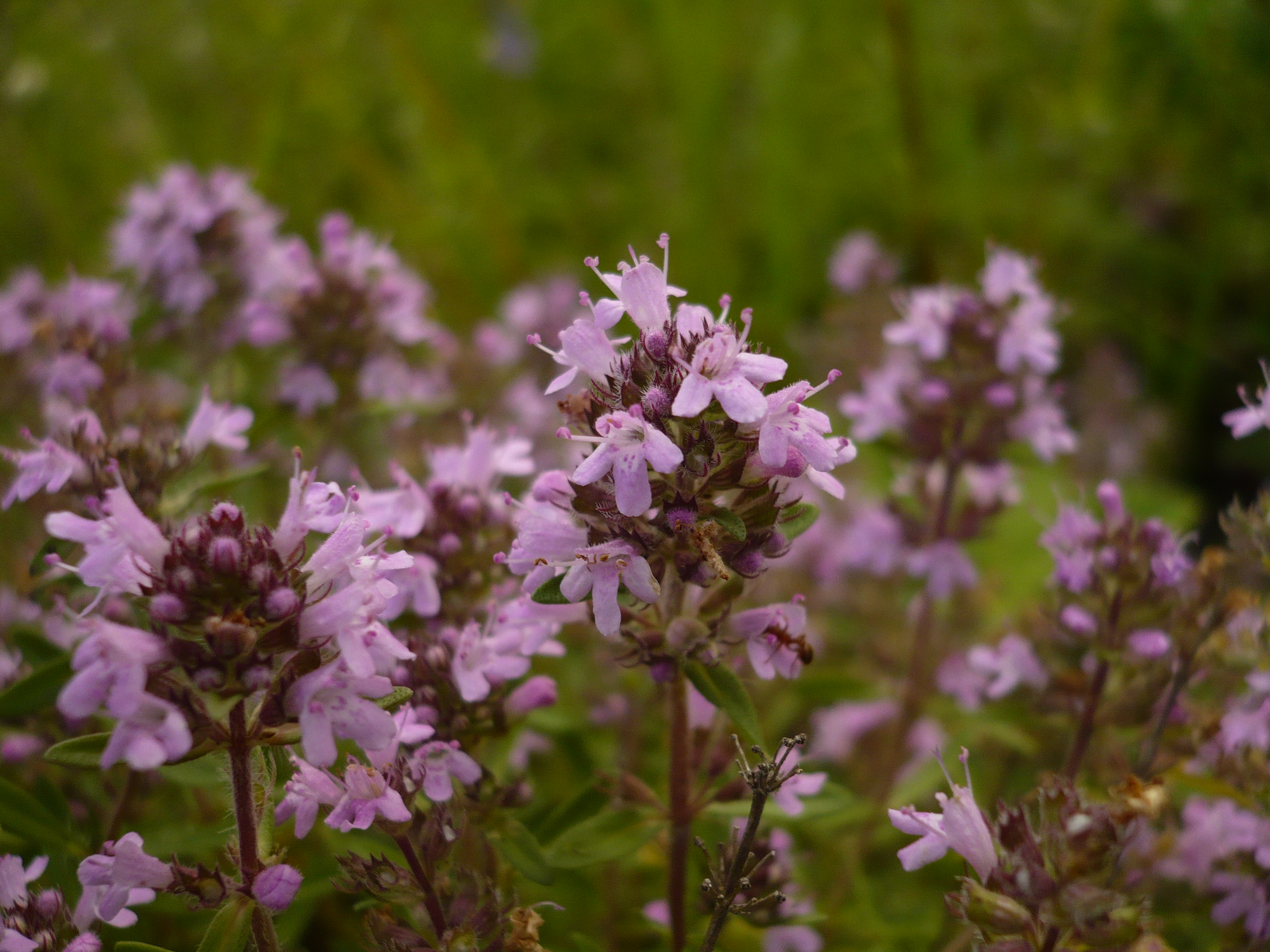 Фото чабреца обыкновенного в природе. Тимьян Thymus vulgaris. Чабрец тимьян обыкновенный. Тимьян обыкновенный (ползучий). Чабрец медонос.