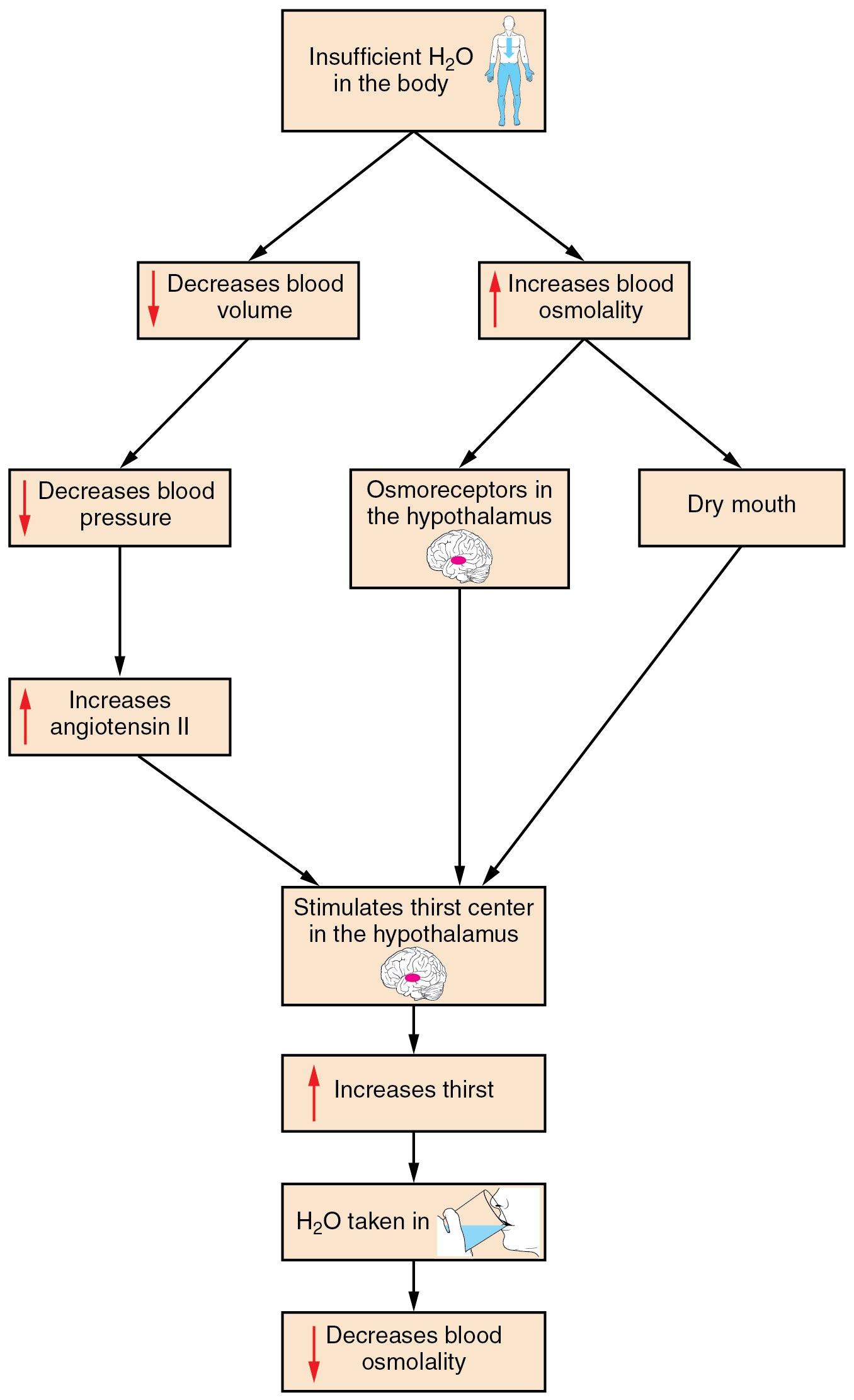 Physiology Flow Charts