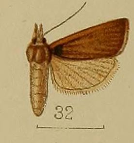 <i>Pseudocatharylla</i> Genus of moths