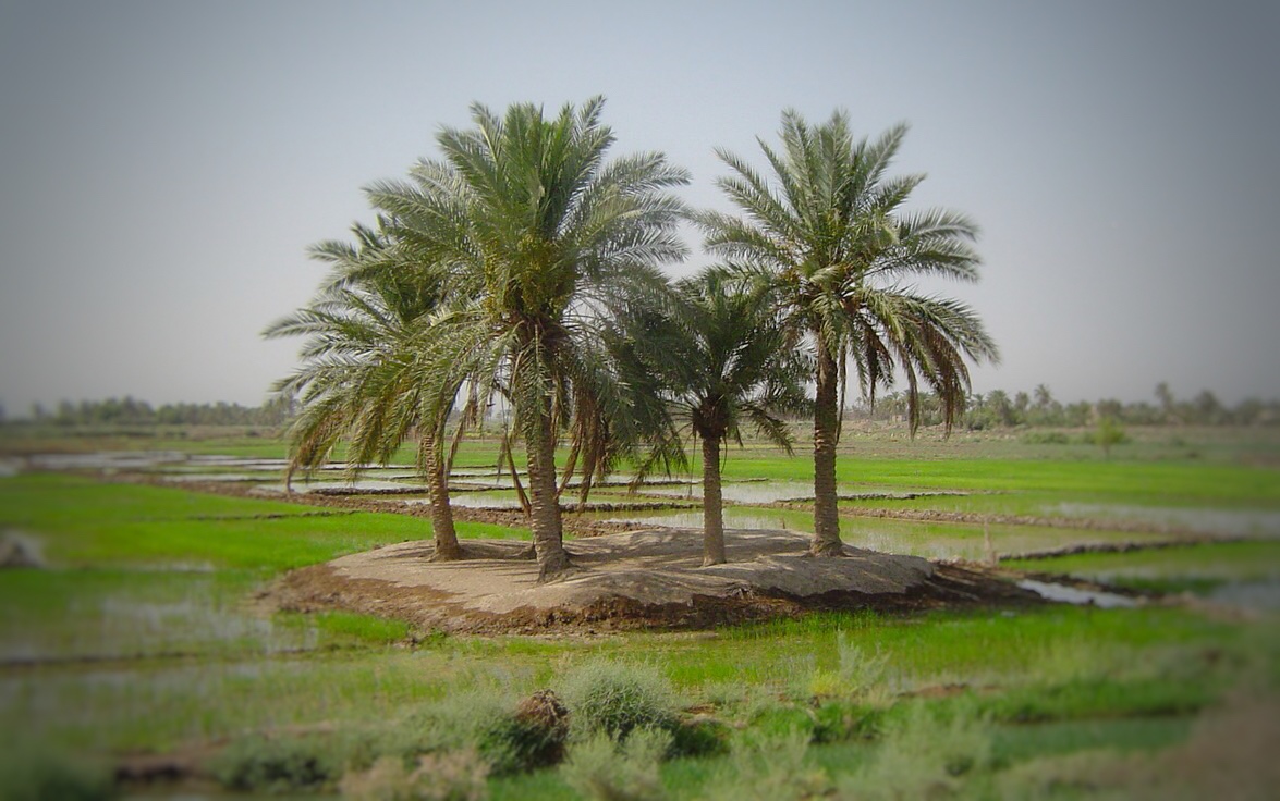 Dates Palms in Iraq Photograph: Odai Maan